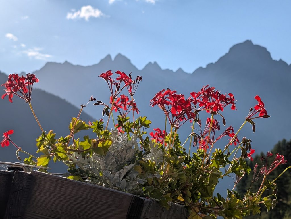 Blumen vor Bergmassiv