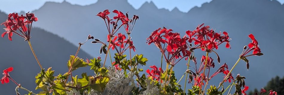 Blumen vor Bergmassiv